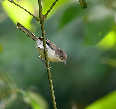 Blue-winged Minla, L&acirc;m Đồng, Vietnam  Actinodura cyanouroptera,Asia,Blue-winged Minla,Geotagged,L&acirc;m Đồng,Spring,Vietnam,Vietnam 2025