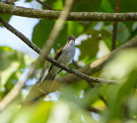 Ashy Bulbul, Lâm Đồng, Vietnam  Ashy bulbul,Asia,Geotagged,Hemixos flavala,Lâm Đồng,Spring,Vietnam,Vietnam 2025