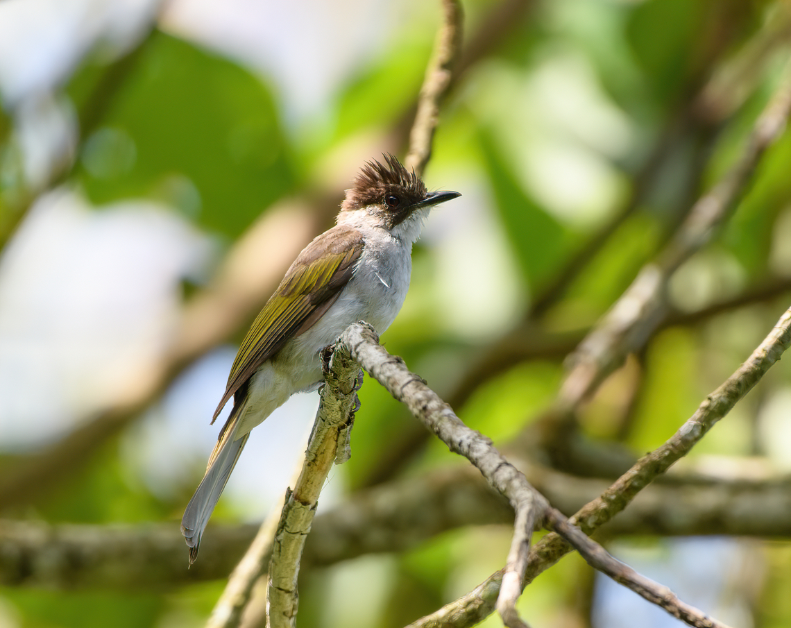 Ashy Bulbul, L&acirc;m Đồng, Vietnam  Ashy Bulbul,Asia,Geotagged,Hemixos flavala,L&acirc;m Đồng,Spring,Vietnam,Vietnam 2025