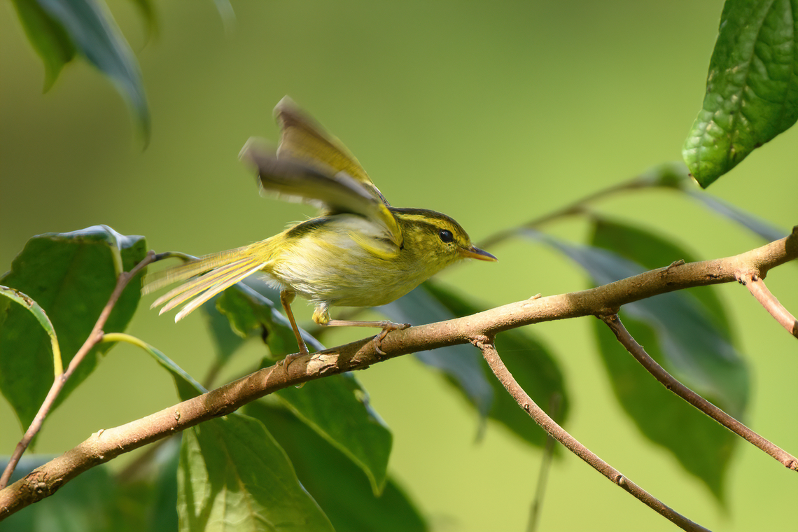 Kloss's Leaf Warbler, Lâm Đồng, Vietnam  Asia,Geotagged,Kloss's leaf warbler,Lâm Đồng,Phylloscopus ogilviegranti,Spring,Vietnam,Vietnam 2025