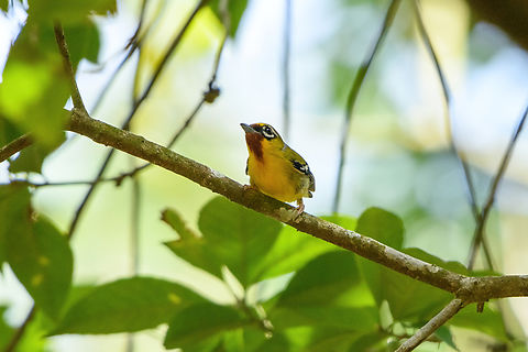 Clicking Shrike-Babbler, L&acirc;m Đồng, Vietnam  Asia,Clicking Shrike-Babbler,Geotagged,L&acirc;m Đồng,Pteruthius intermedius,Spring,Vietnam,Vietnam 2025