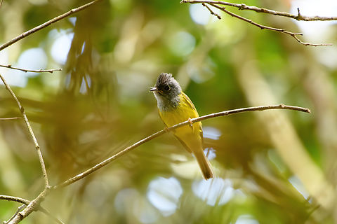 Grey-headed Canary-flycatcher, L&acirc;m Đồng, Vietnam  Asia,Culicicapa ceylonensis,Geotagged,Grey-headed canary-flycatcher,L&acirc;m Đồng,Spring,Vietnam,Vietnam 2025