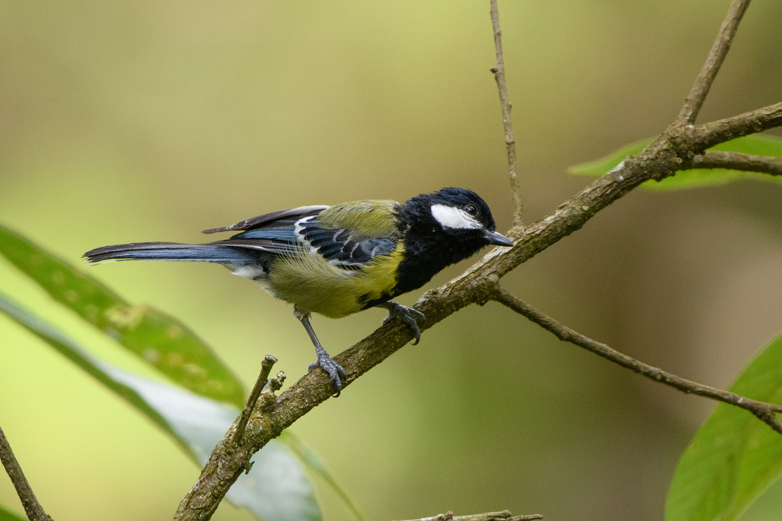 Green-backed Tit, Lâm Đồng, Vietnam  Asia,Geotagged,Green-backed Tit,Lâm Đồng,Parus monticolus,Spring,Vietnam,Vietnam 2025