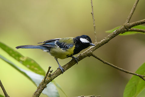 Green-backed Tit, L&acirc;m Đồng, Vietnam  Asia,Geotagged,Green-backed Tit,L&acirc;m Đồng,Parus monticolus,Spring,Vietnam,Vietnam 2025