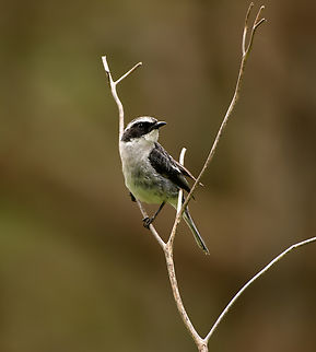Grey Bushchat, Lâm Đồng, Vietnam  Asia,Geotagged,Grey bush chat,Lâm Đồng,Saxicola ferreus,Spring,Vietnam,Vietnam 2025