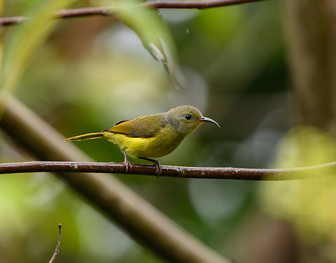 Mrs. Gould's Sunbird (female), Lâm Đồng, Vietnam  Aethopyga gouldiae,Asia,Geotagged,Lâm Đồng,Mrs. Gould's sunbird,Spring,Vietnam,Vietnam 2025