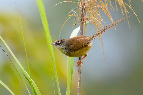 Hill Prinia, L&acirc;m Đồng, Vietnam  Asia,Geotagged,Hill Prinia,L&acirc;m Đồng,Prinia superciliaris,Spring,Vietnam,Vietnam 2025