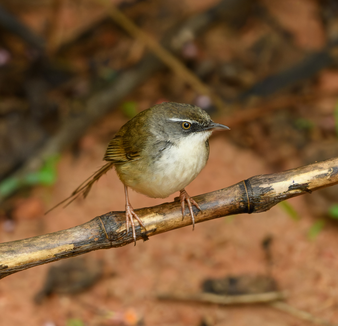 Hill Prinia, Lâm Đồng, Vietnam  Asia,Geotagged,Hill Prinia,Lâm Đồng,Prinia superciliaris,Spring,Vietnam,Vietnam 2025