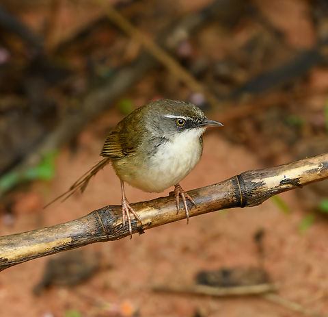 Hill Prinia, Lâm Đồng, Vietnam  Asia,Geotagged,Hill Prinia,Lâm Đồng,Prinia superciliaris,Spring,Vietnam,Vietnam 2025