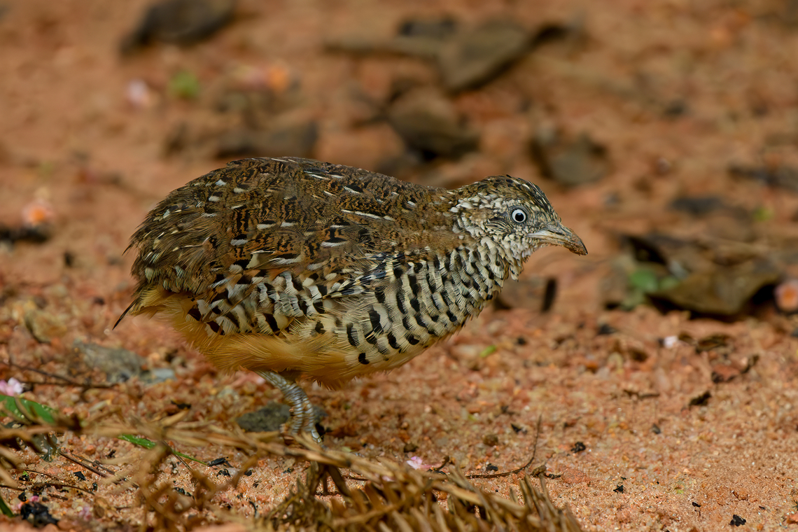 Barred Buttonquail, Lâm Đồng, Vietnam  Asia,Barred Buttonquail,Geotagged,Lâm Đồng,Spring,Turnix suscitator,Vietnam,Vietnam 2025
