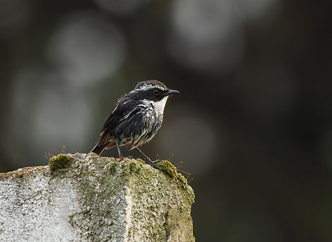 Grey Bushchat, Lâm Đồng, Vietnam  Asia,Geotagged,Grey Bushchat,Lâm Đồng,Saxicola ferreus,Spring,Vietnam,Vietnam 2025