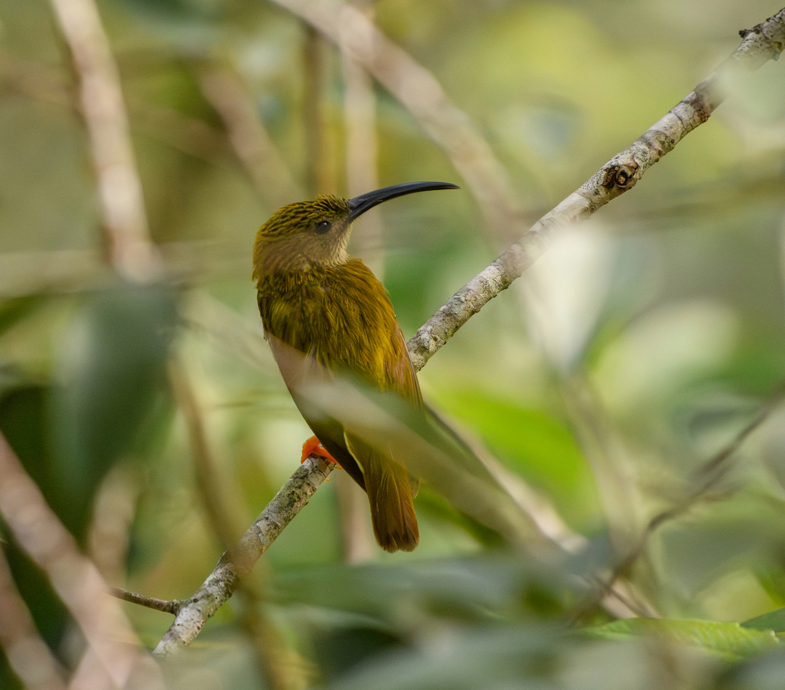 Streaked Spiderhunter, Lâm Đồng, Vietnam  Arachnothera magna,Asia,Geotagged,Lâm Đồng,Spring,Streaked spiderhunter,Vietnam,Vietnam 2025