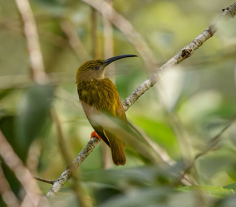 Streaked Spiderhunter, L&acirc;m Đồng, Vietnam  Arachnothera magna,Asia,Geotagged,L&acirc;m Đồng,Spring,Streaked spiderhunter,Vietnam,Vietnam 2025