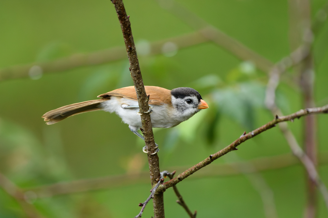 Black-headed Parrotbill, L&acirc;m Đồng, Vietnam Near-endemic.<br />
<figure class="photo"><a href="https://www.jungledragon.com/image/172284/black-headed_parrotbill_lm_ng_vietnam.html" title="Black-headed Parrotbill, L&acirc;m Đồng, Vietnam"><img src="https://s3.amazonaws.com/media.jungledragon.com/images/2/172284_thumb.jpg?AWSAccessKeyId=05GMT0V3GWVNE7GGM1R2&Expires=1770854410&Signature=FHoaS%2Bul7smbJfRyBWbsZxBCbBg%3D" width="200" height="156" alt="Black-headed Parrotbill, L&acirc;m Đồng, Vietnam Near-endemic.<br />
https://www.jungledragon.com/image/172281/black-headed_parrotbill_lm_ng_vietnam.html Asia,Black-headed Parrotbill,Geotagged,L&acirc;m Đồng,Paradoxornis margaritae,Spring,Vietnam,Vietnam 2025" /></a></figure> Asia,Black-headed parrotbill,Geotagged,L&acirc;m Đồng,Paradoxornis margaritae,Spring,Vietnam,Vietnam 2025