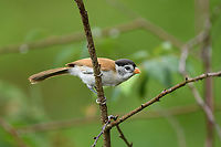Black-headed Parrotbill, Lâm Đồng, Vietnam Near-endemic.<br />
https://www.jungledragon.com/image/172284/black-headed_parrotbill_lm_ng_vietnam.html Asia,Black-headed parrotbill,Geotagged,Lâm Đồng,Paradoxornis margaritae,Spring,Vietnam,Vietnam 2025