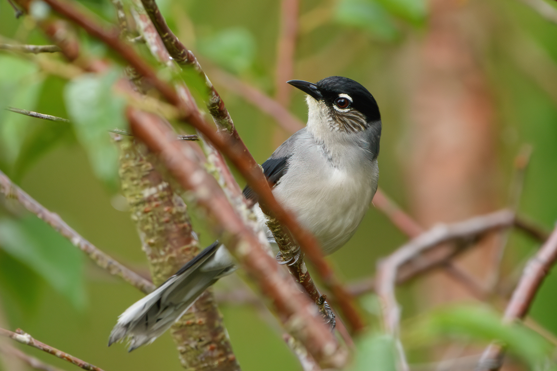 Black-headed Sibia, Lâm Đồng, Vietnam  Asia,Black-headed sibia,Geotagged,Heterophasia desgodinsi,Lâm Đồng,Spring,Vietnam,Vietnam 2025