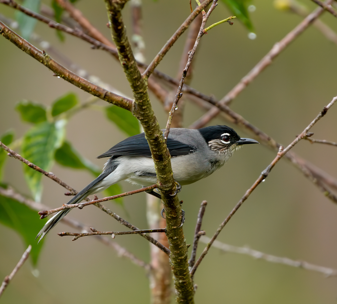 Black-headed Sibia, Lâm Đồng, Vietnam  Asia,Black-headed Sibia,Geotagged,Heterophasia desgodinsi,Lâm Đồng,Spring,Vietnam,Vietnam 2025