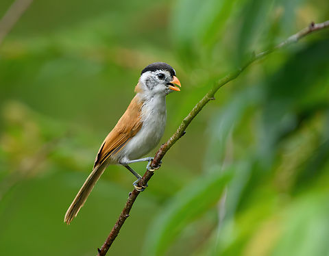 Black-headed Parrotbill, L&acirc;m Đồng, Vietnam Near-endemic.
https://www.jungledragon.com/image/172281/black-headed_parrotbill_lm_ng_vietnam.html Asia,Black-headed Parrotbill,Geotagged,L&acirc;m Đồng,Paradoxornis margaritae,Spring,Vietnam,Vietnam 2025