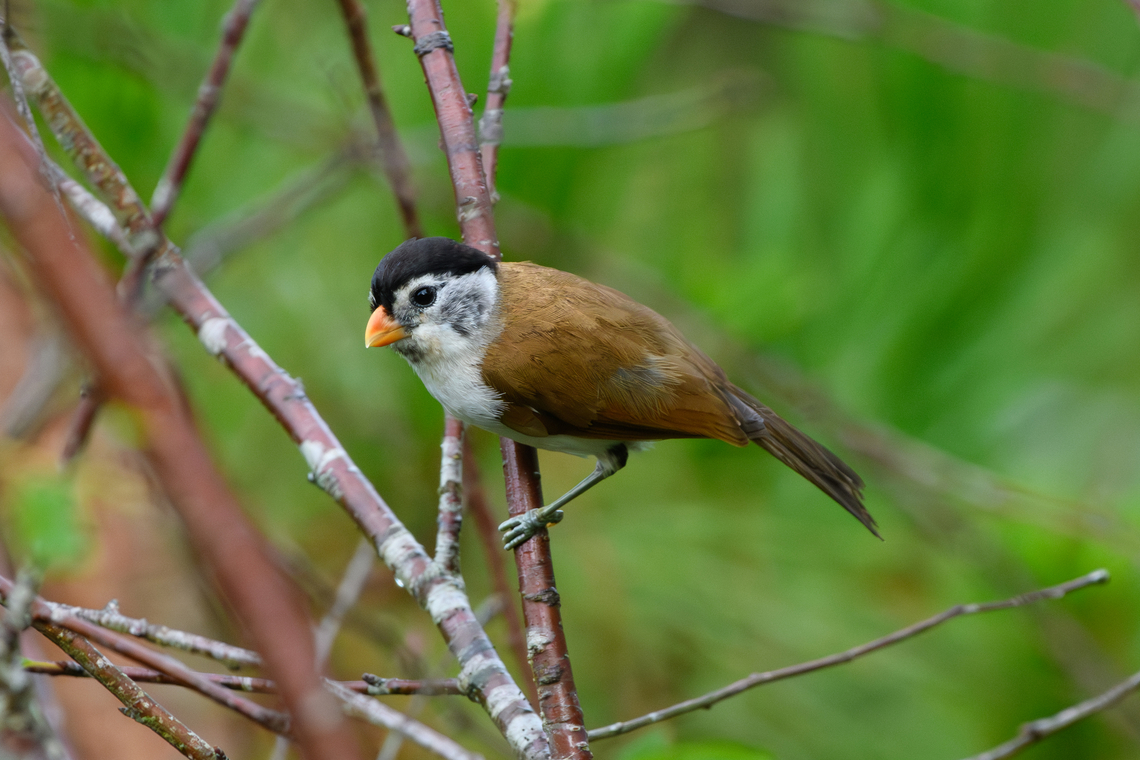 Black-headed Parrotbill, L&acirc;m Đồng, Vietnam  Asia,Black-headed Parrotbill,Geotagged,L&acirc;m Đồng,Paradoxornis margaritae,Spring,Vietnam,Vietnam 2025