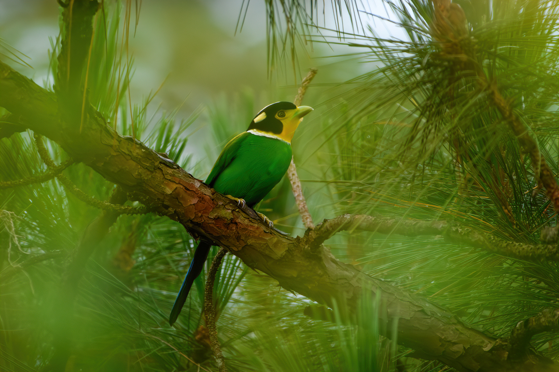 Long-tailed Broadbill, Lâm Đồng, Vietnam Bit obscured due to the dense canopy. Asia,Geotagged,Long-tailed broadbill,Lâm Đồng,Psarisomus dalhousiae,Spring,Vietnam,Vietnam 2025