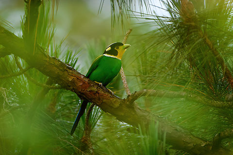 Long-tailed Broadbill, L&acirc;m Đồng, Vietnam Bit obscured due to the dense canopy. Asia,Geotagged,Long-tailed broadbill,L&acirc;m Đồng,Psarisomus dalhousiae,Spring,Vietnam,Vietnam 2025