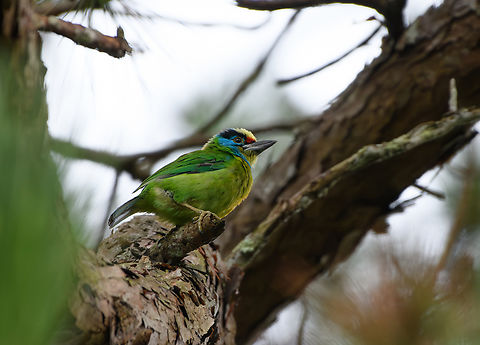 Indochinese Barbet, Lâm Đồng, Vietnam  Asia,Geotagged,Indochinese barbet,Lâm Đồng,Psilopogon annamensis,Spring,Vietnam,Vietnam 2025