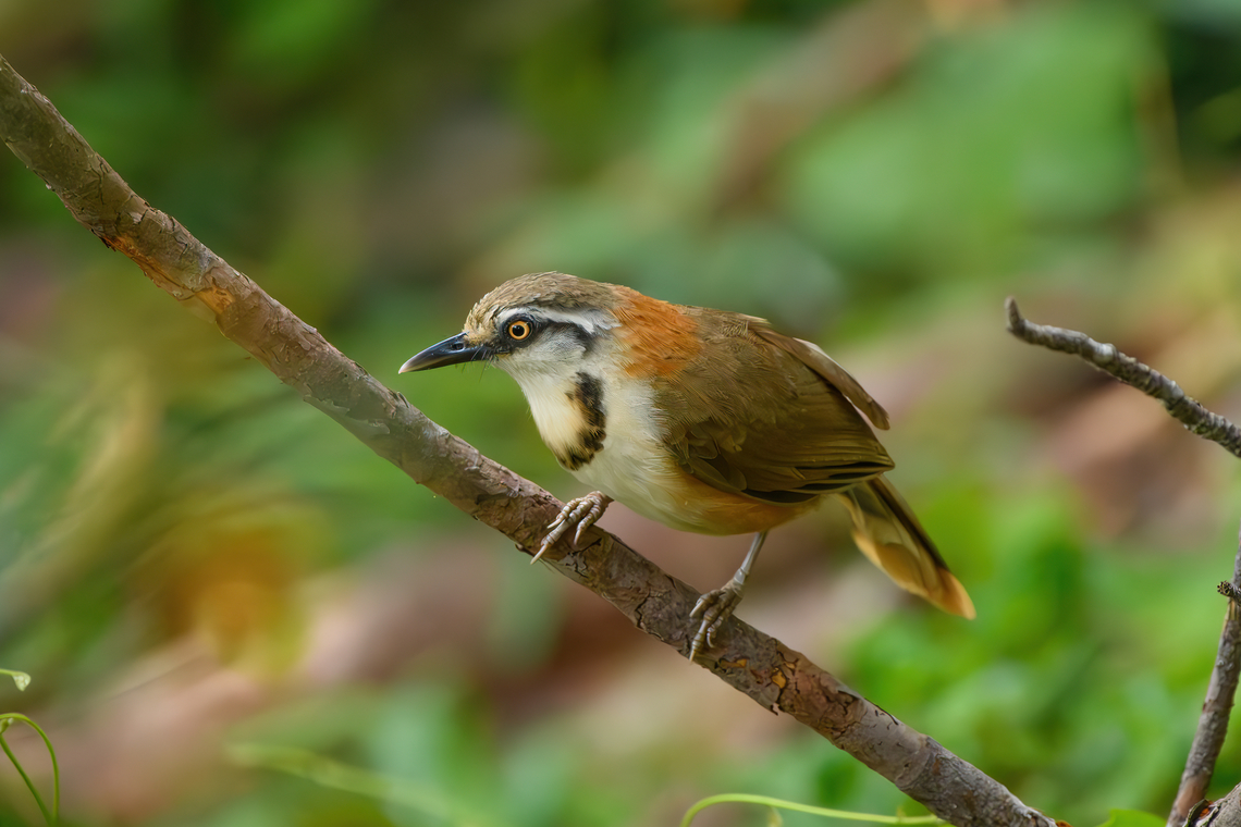 Lesser Necklaced Laughingthrush, Lâm Đồng, Vietnam  Asia,Garrulax monileger,Geotagged,Lesser Necklaced Laughingthrush,Lâm Đồng,Spring,Vietnam,Vietnam 2025