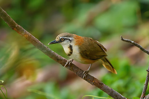Lesser Necklaced Laughingthrush, Lâm Đồng, Vietnam  Asia,Garrulax monileger,Geotagged,Lesser Necklaced Laughingthrush,Lâm Đồng,Spring,Vietnam,Vietnam 2025