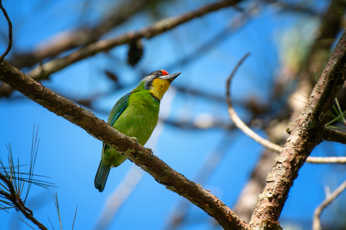 Necklaced Barbet, L&acirc;m Đồng, Vietnam  Asia,Geotagged,L&acirc;m Đồng,Psilopogon auricularis,Spring,Vietnam,Vietnam 2025,necklaced barbet