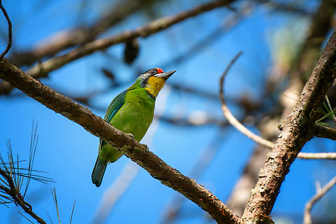 Necklaced Barbet, Lâm Đồng, Vietnam  Asia,Geotagged,Lâm Đồng,Psilopogon auricularis,Spring,Vietnam,Vietnam 2025,necklaced barbet