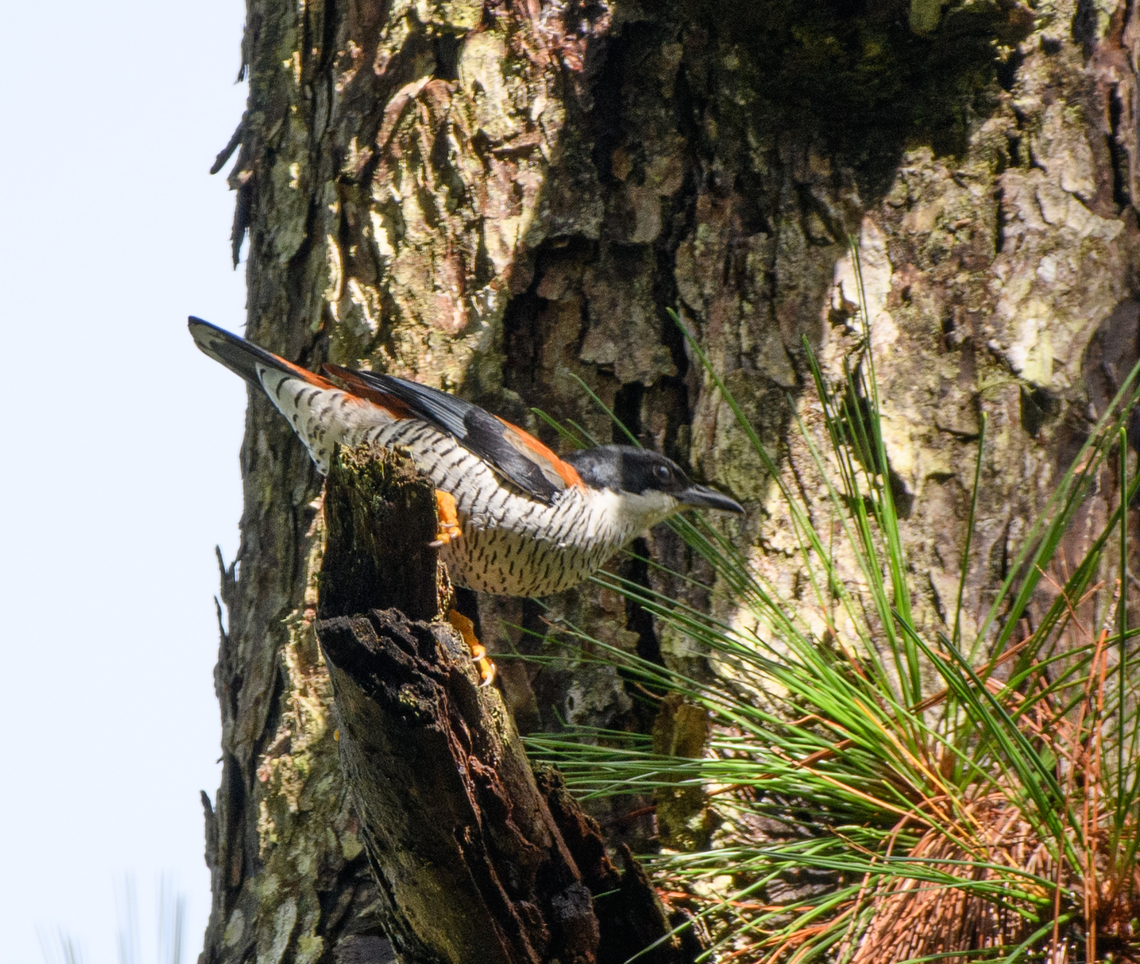 Vietnamese Cutia, Lâm Đồng, Vietnam Highly uncommon, our guide had not seen this species in 2 years. Asia,Cutia legalleni,Geotagged,Lâm Đồng,Spring,Vietnam,Vietnam 2025,Vietnamese cutia