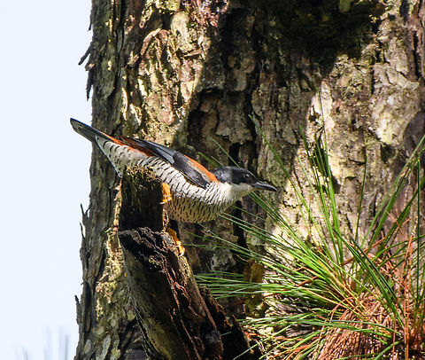 Vietnamese Cutia, Lâm Đồng, Vietnam Highly uncommon, our guide had not seen this species in 2 years. Asia,Cutia legalleni,Geotagged,Lâm Đồng,Spring,Vietnam,Vietnam 2025,Vietnamese cutia