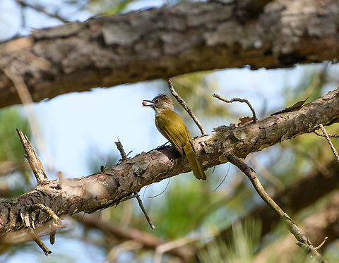 Mountain Bulbul, Lâm Đồng, Vietnam  Asia,Geotagged,Ixos mcclellandii,Lâm Đồng,Mountain bulbul,Spring,Vietnam,Vietnam 2025