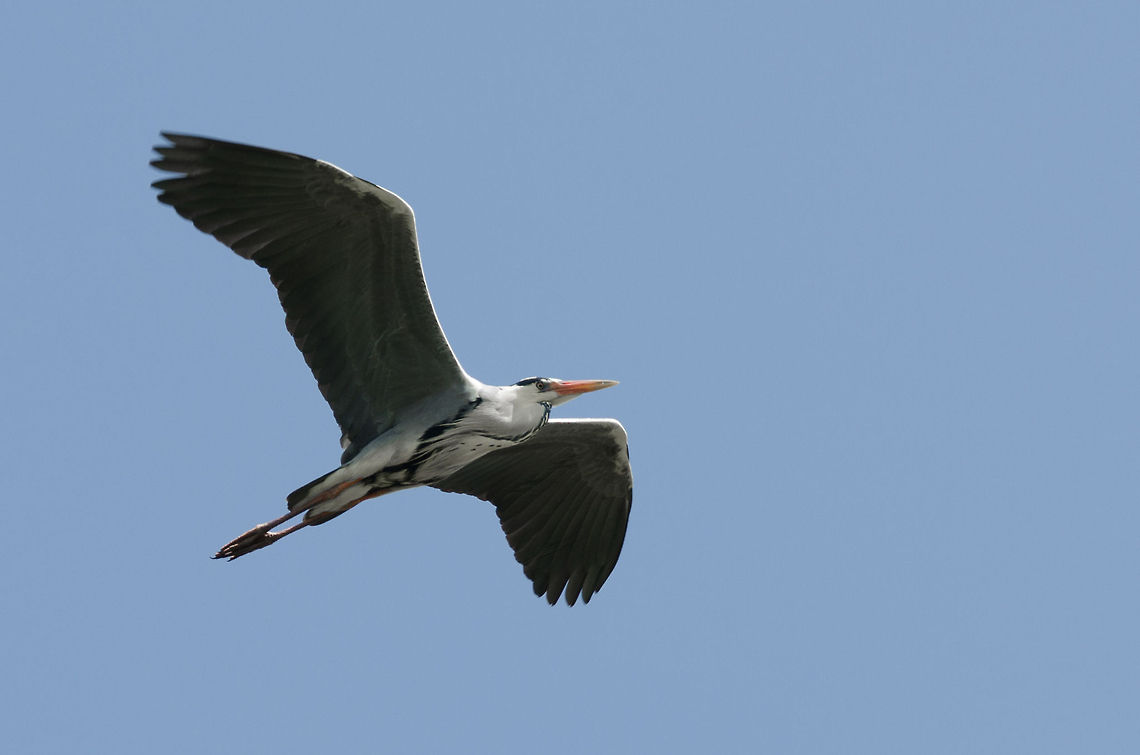 Grey Heron in flight, Overloon In recent years it seems this large bird is making a great comeback here in the Netherlands, I&#039;m seeing quite many of them these days. This one is a wild one, that happened to fly over a zoo. Ardea cinerea,Europe,Grey Heron,Netherlands,Zoo Parc Overloon