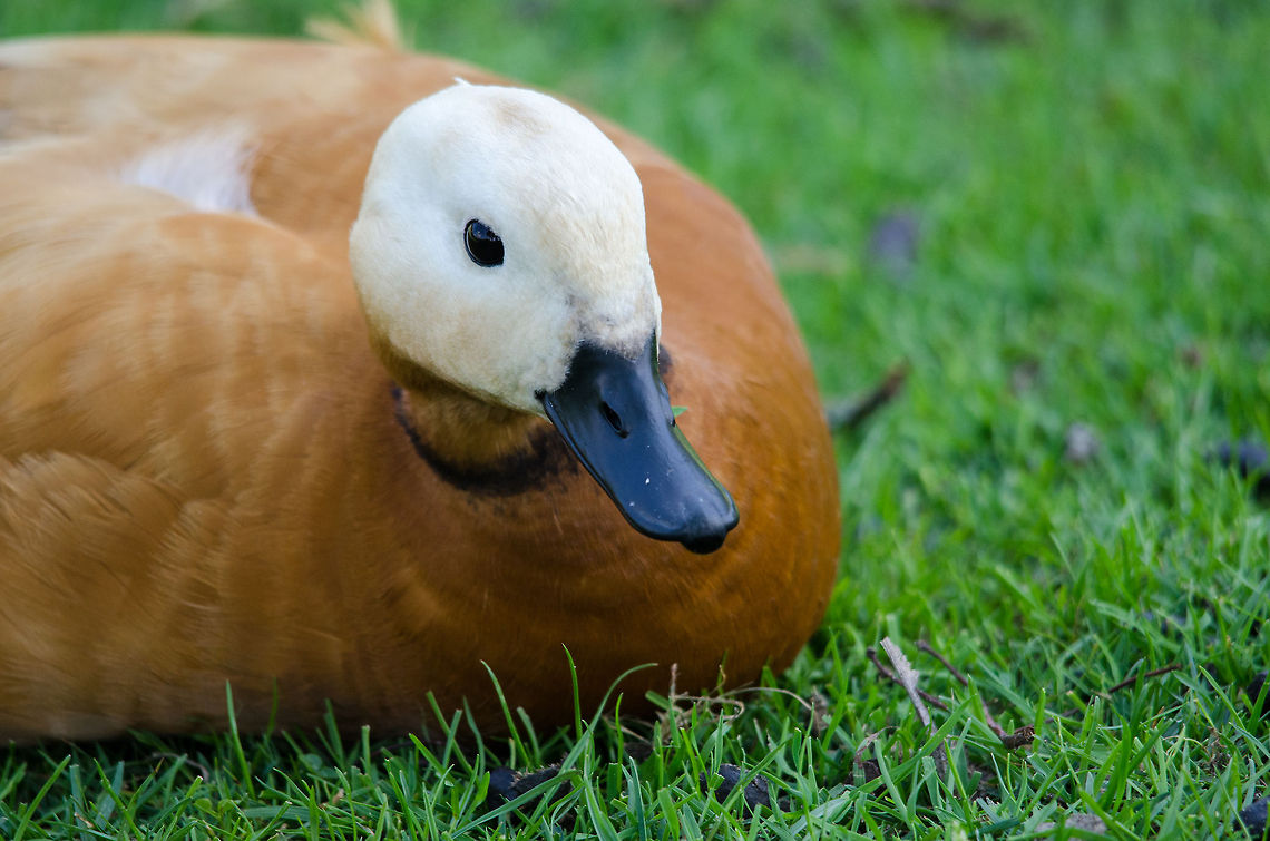 Ruddy Shelduck closeup, Zoo Parc Overloon  Europe,Netherlands,Ruddy Shelduck,Tadorna ferruginea,Zoo Parc Overloon