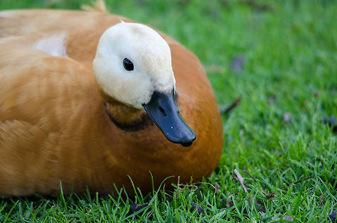Ruddy Shelduck closeup, Zoo Parc Overloon  Europe,Netherlands,Ruddy Shelduck,Tadorna ferruginea,Zoo Parc Overloon
