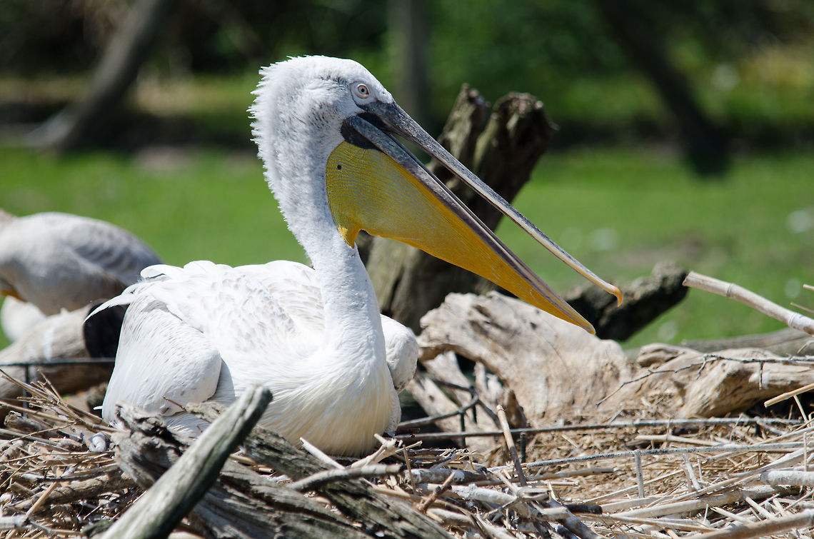 Dalmatian Pelican sunbathing, Zoo Parc Overloon  Dalmatian Pelican,Europe,Netherlands,Pelecanus crispus,Zoo Parc Overloon