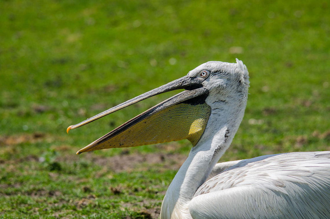 Dalmatian Pelican closeup, Zoo Parc Overloon  Dalmatian Pelican,Europe,Netherlands,Pelecanus crispus,Zoo Parc Overloon