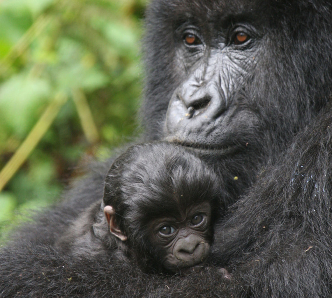 JungleDragon donates to the African Wildlife Foundation To celebrate the 16,000 photos milestone (and 3,500 species), JungleDragon has just donated 100 USD to the African Wildlife Foundation. We've specifically targeted this donation at Central Africa, home of stunning biodiversity, yet plagued with enormous habitat destruction, war and poverty. <br />
<br />
Here you can see some of the projects that they do:<br />
<a href="http://www.awf.org/projects" rel="nofollow">http://www.awf.org/projects</a><br />
<br />
Although modest contributions, we did do this as a community, and for each new photo milestone passed, I will keep donating. You're making a difference simply by using JungleDragon. <br />
<br />
Note that I did not take this photo, I copied it from their website, hoping it is ok that we spread further awareness this way. Donations,Gorilla beringei beringei,Mountain gorilla