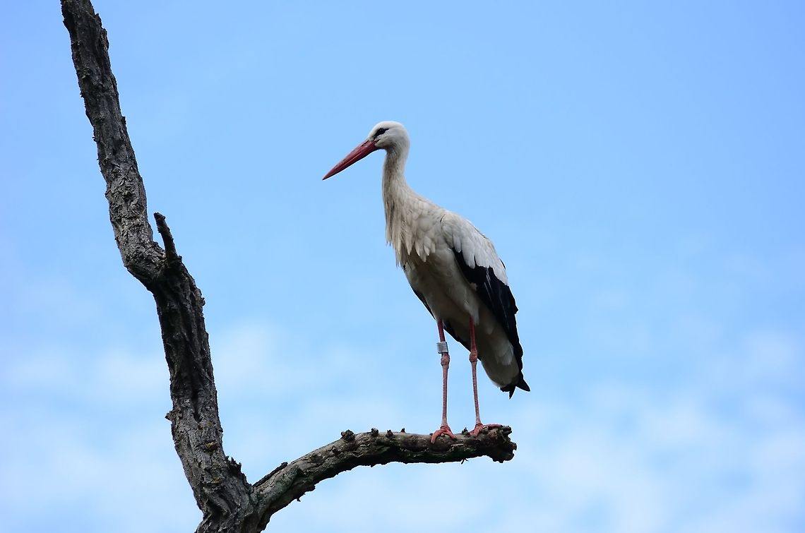 White Stork A white stork on a tree in the Rhenen zoo. Ciconia ciconia,Stork,The Netherlands,White Stork