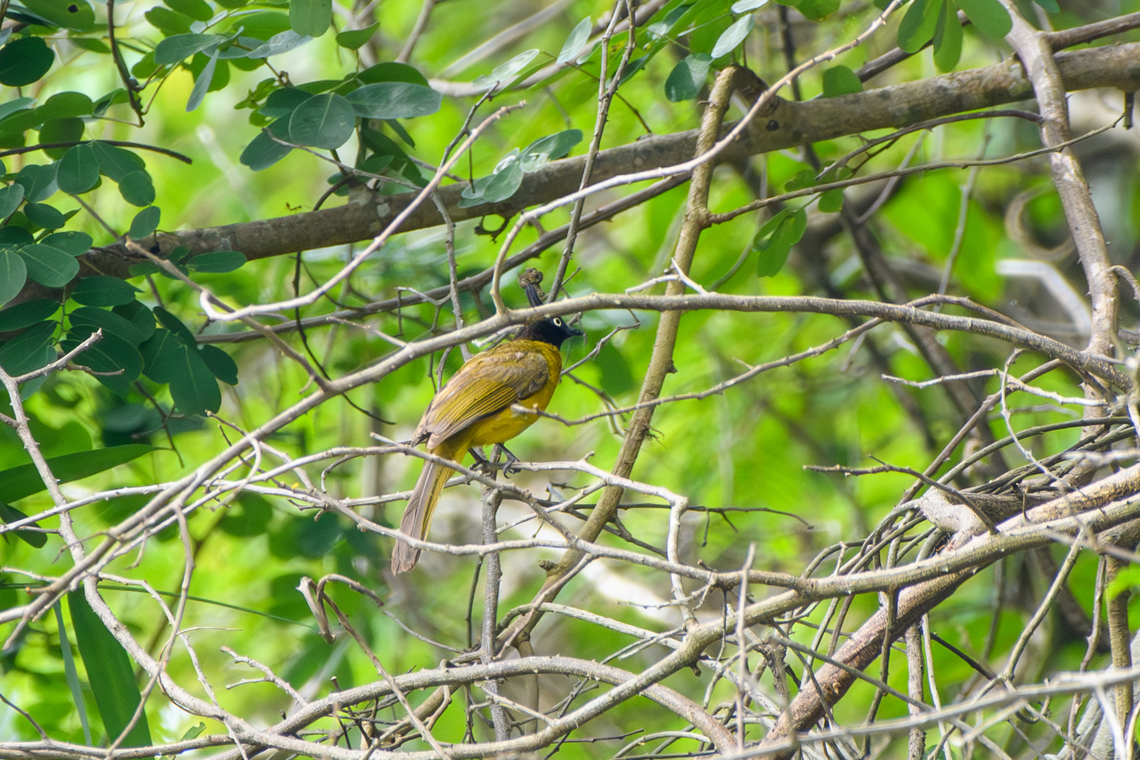 Black-crested Bulbul, Đắk Lắk, Vietnam  Asia,Black-crested Bulbul,Geotagged,Pycnonotus flaviventris,Spring,Vietnam,Vietnam 2025,Đắk Lắk