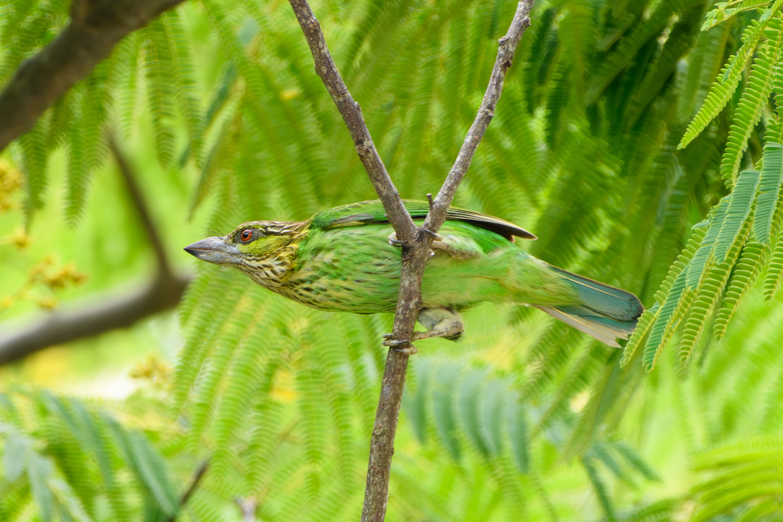 Green-eared Barbet, Đắk Lắk, Vietnam  Asia,Dak Lak,Geotagged,Green-eared Barbet,Psilopogon faiostrictus,Spring,Vietnam,Vietnam 2025,Đắk Lắk