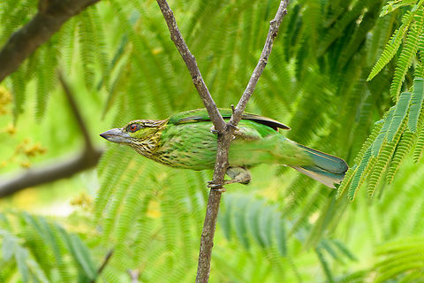 Green-eared Barbet, Đắk Lắk, Vietnam  Asia,Dak Lak,Geotagged,Green-eared Barbet,Psilopogon faiostrictus,Spring,Vietnam,Vietnam 2025,Đắk Lắk
