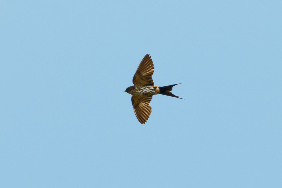 Eastern Red-rumped Swallow, Đắk Lắk, Vietnam  Asia,Cecropis daurica,Dak Lak,Geotagged,Spring,Vietnam,Vietnam 2025,eastern red-rumped swallow,Đắk Lắk