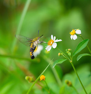 Pellucid Hawkmoth, Đắk Lắk, Vietnam  Asia,Cephonodes hylas,Coffee bee hawkmoth,Dak Lak,Geotagged,Spring,Vietnam,Vietnam 2025,Đắk Lắk