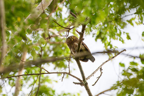 Asian Barred Owlet, Đắk Lắk, Vietnam  Asia,Asian Barred Owlet,Dak Lak,Geotagged,Glaucidium cuculoides,Spring,Vietnam,Vietnam 2025,Đắk Lắk