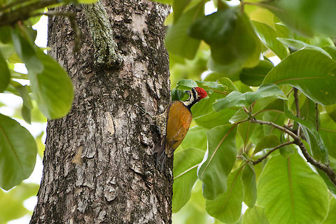 Common Flameback, Đắk Lắk, Vietnam  Asia,Common Flameback,Dak Lak,Dinopium javanense,Geotagged,Spring,Vietnam,Vietnam 2025,Đắk Lắk