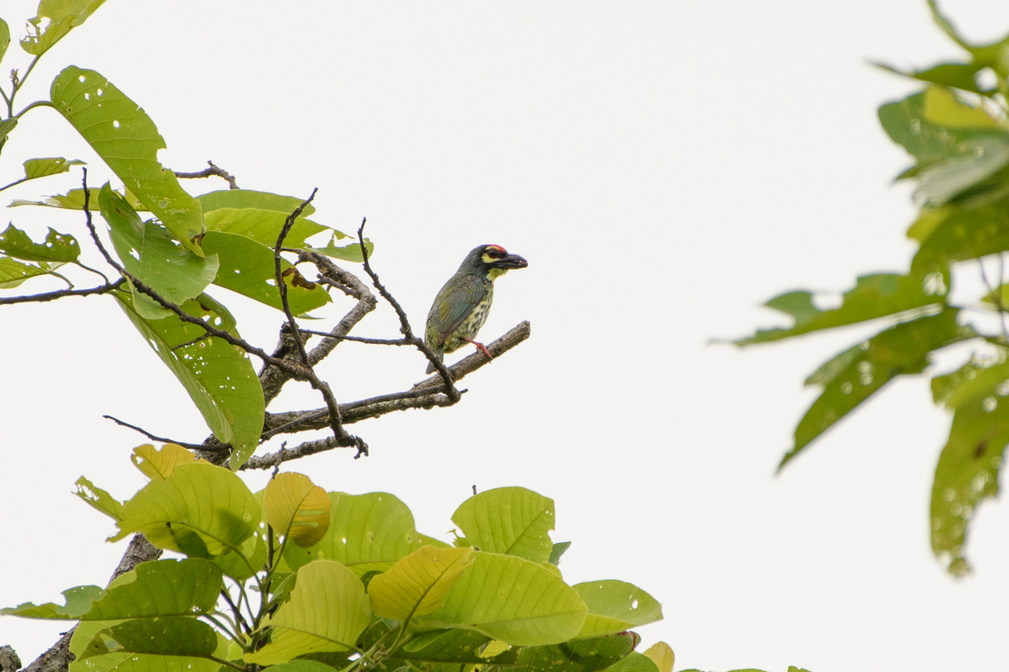 Coppersmith Barbet, Đắk Lắk, Vietnam  Asia,Coppersmith Barbet,Dak Lak,Geotagged,Psilopogon haemacephala,Spring,Vietnam,Vietnam 2025,Đắk Lắk
