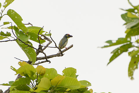 Coppersmith Barbet, Đắk Lắk, Vietnam  Asia,Coppersmith Barbet,Dak Lak,Geotagged,Psilopogon haemacephala,Spring,Vietnam,Vietnam 2025,Đắk Lắk
