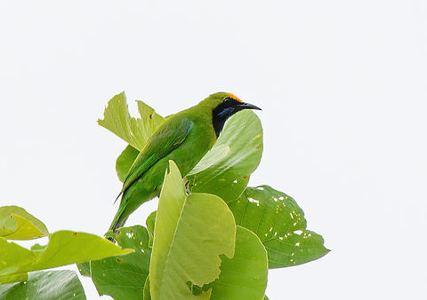 Golden-fronted Leafbird, Đắk Lắk, Vietnam  Asia,Chloropsis aurifrons,Dak Lak,Geotagged,Golden-fronted leafbird,Spring,Vietnam,Vietnam 2025,Đắk Lắk